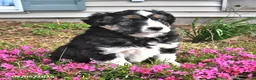 Mixed Breed dogs for sale: Olive  - Ad 2
