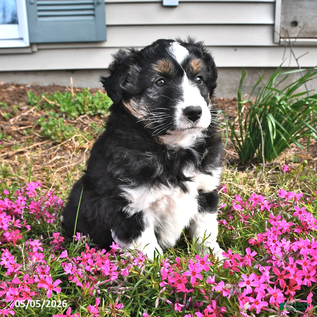 Mixed Breed dogs for sale: Olive  - Ad 2