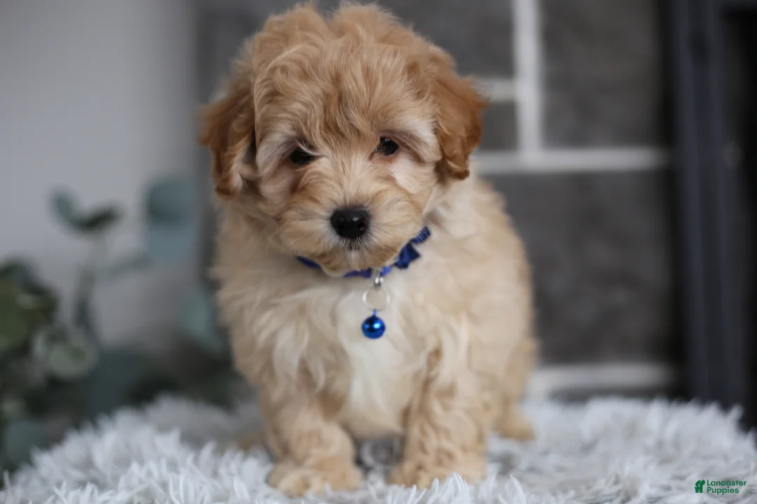 Maltipoo dogs for sale: Phoebe  - Ad 10