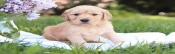 Golden Retriever dogs for sale: Golden Retriever Puppy 6 - Ad 2