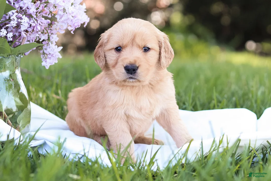 Golden Retriever dogs for sale: Golden Retriever Puppy 6 - Ad 2