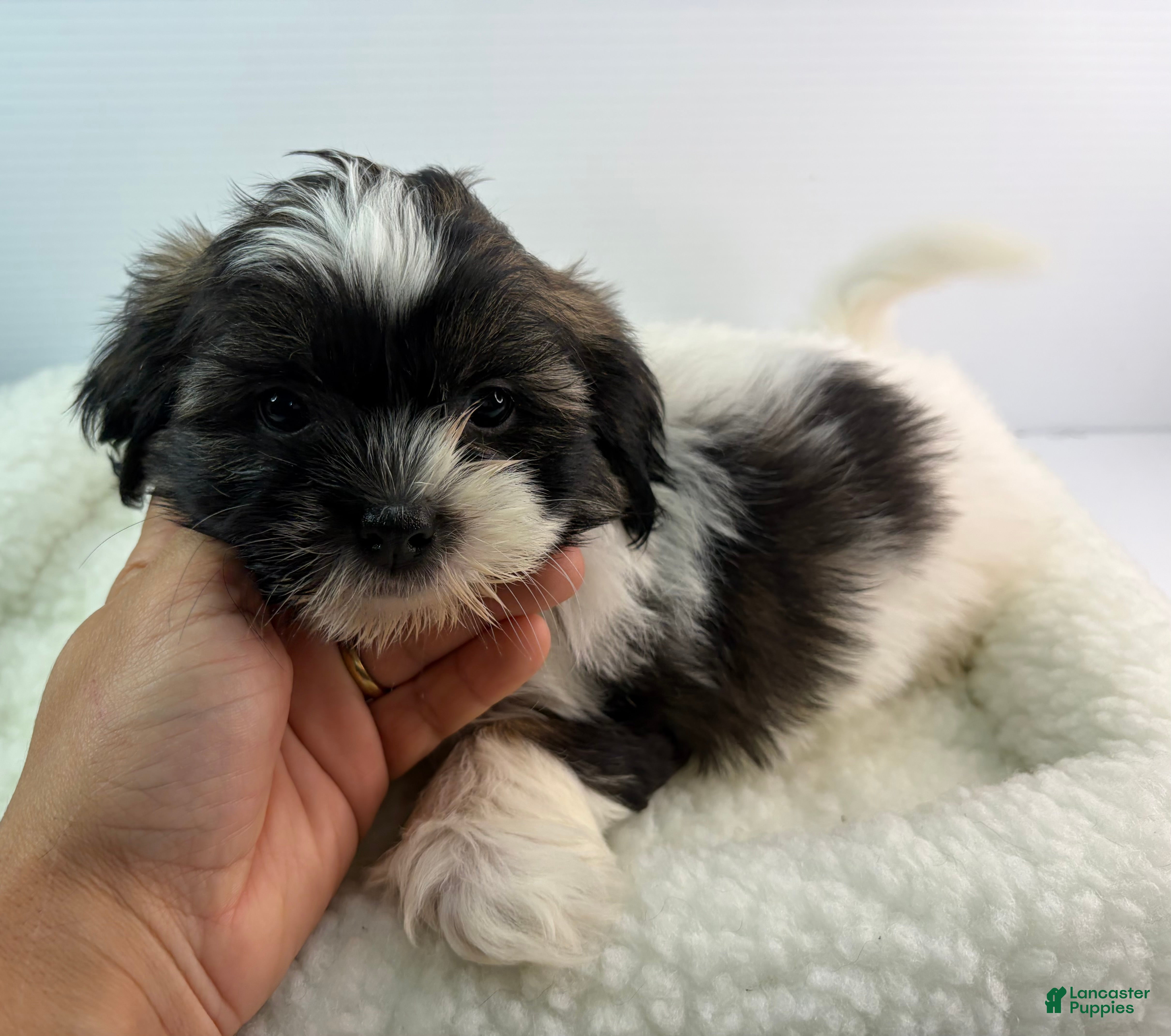 Mixed Breed dogs Vinny - Ad 5