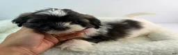 Mixed Breed dogs for sale: Vinny - Ad 1