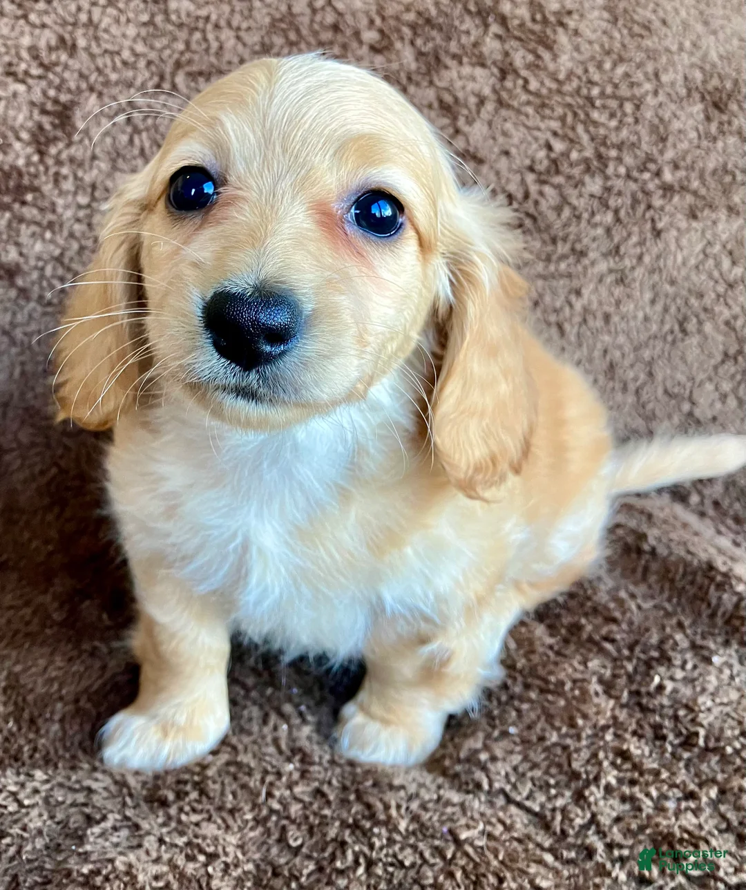 Miniature Dachshund dogs for sale: Mr. Spaghetti Noodle of Fettuccine Villa - Ad 2