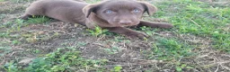 Mixed Breed dogs for sale: Lulu  - Ad 1
