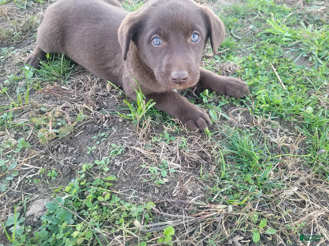 Mixed Breed dogs for sale: Lulu  - Ad 1