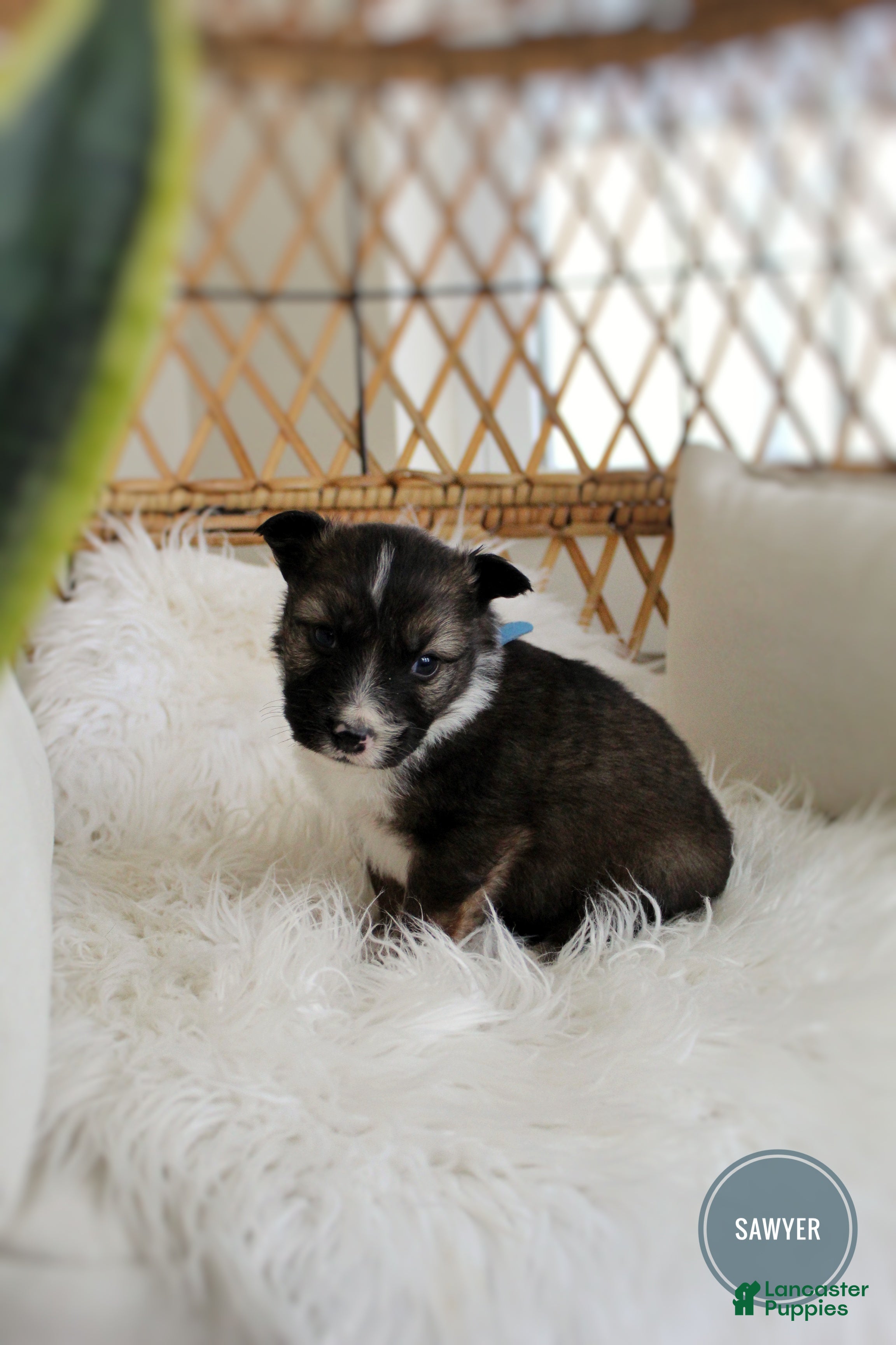 Mixed Breed dogs Sawyer  - Ad 1