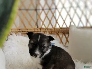 Mixed Breed dogs for sale: Sawyer - Ad 4