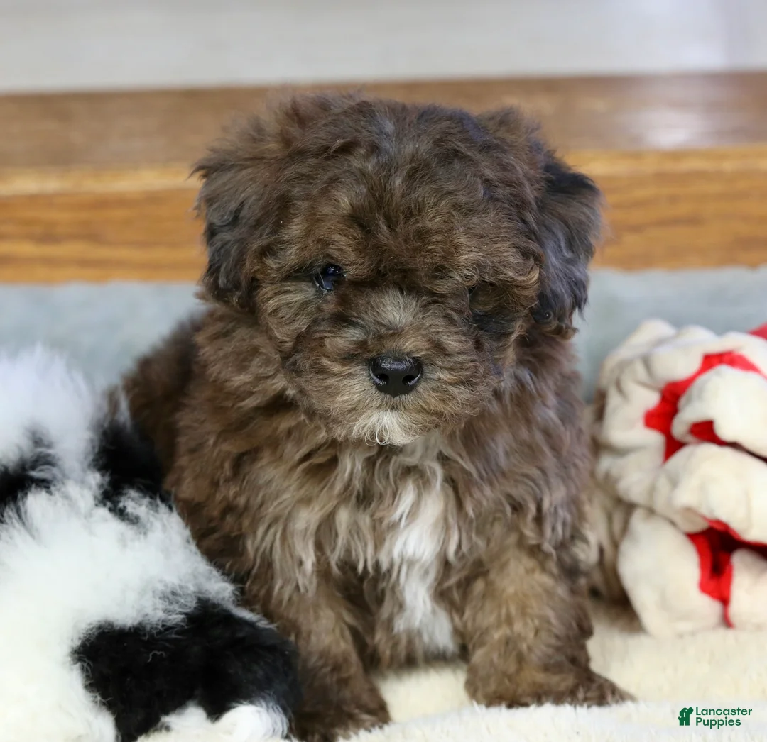 Miniature Poodle dogs for sale: Huxlee - Ad 12