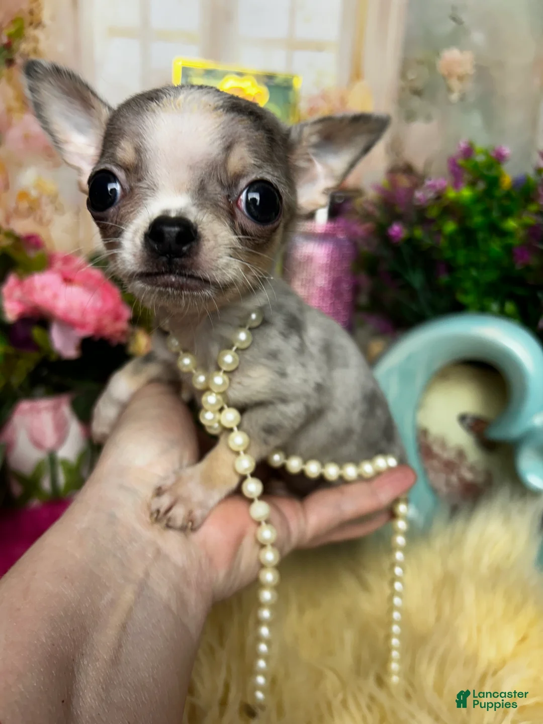 Chihuahua dogs for sale: Debs Chihuahuas California GIZMO - Ad 2