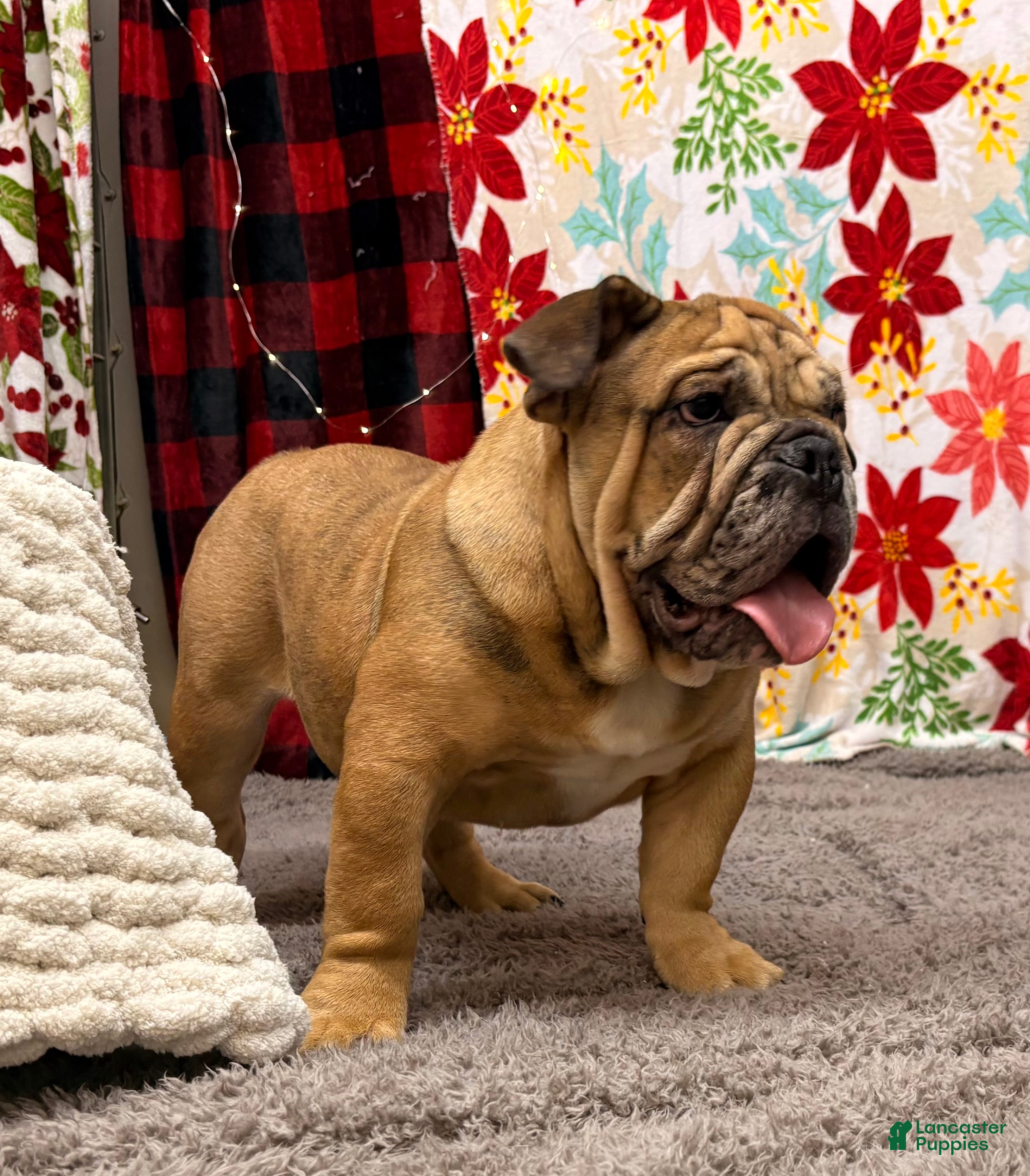 English Bulldog dogs Nikki - Ad 33