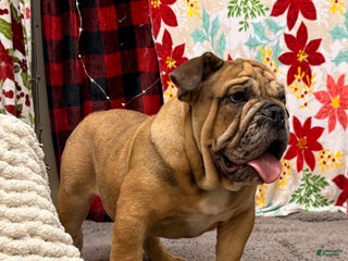 English Bulldog dogs Nikki - Ad 33