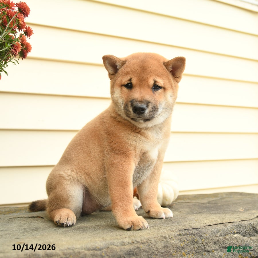 Shiba Inu dogs for sale: Lady Penelope - Ad 2