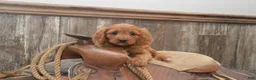 Cavapoo dogs for sale: Lakoda - Ad 3