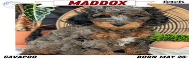 Maddox 