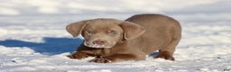 Labrador Retriever dogs for sale: Big Bear - Ad 1