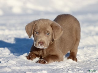 Labrador Retriever dogs Big Bear - Ad 24