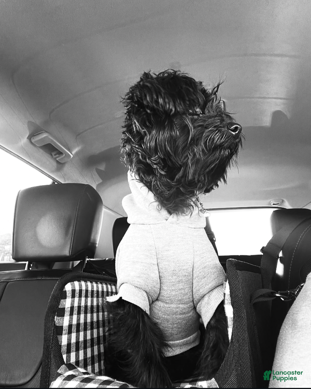 Yorkiepoo dogs for stud: House of Feast - Ad 1