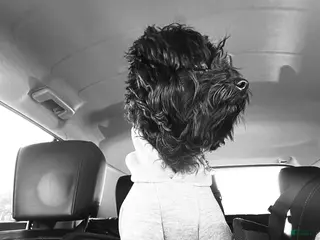 Yorkiepoo dogs House of Feast - Ad 5