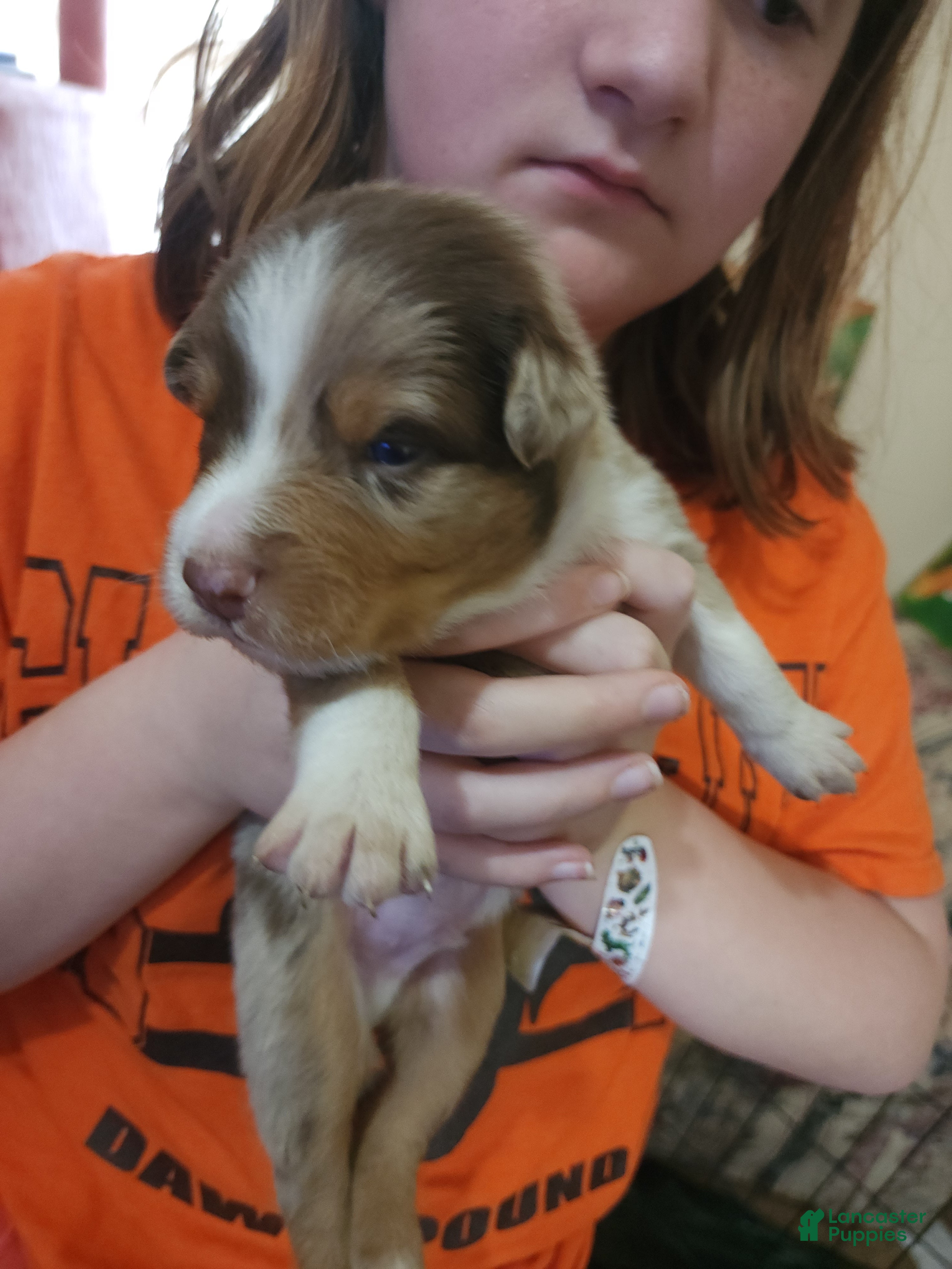 Australian Shepherd dogs Australian Shepherd Red Merle Male 3 - Ad 2