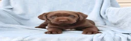 Labrador Retriever dogs for sale: Sailor - Ad 2