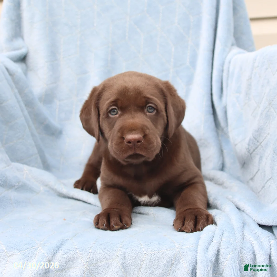 Labrador Retriever dogs for sale: Sailor - Ad 2