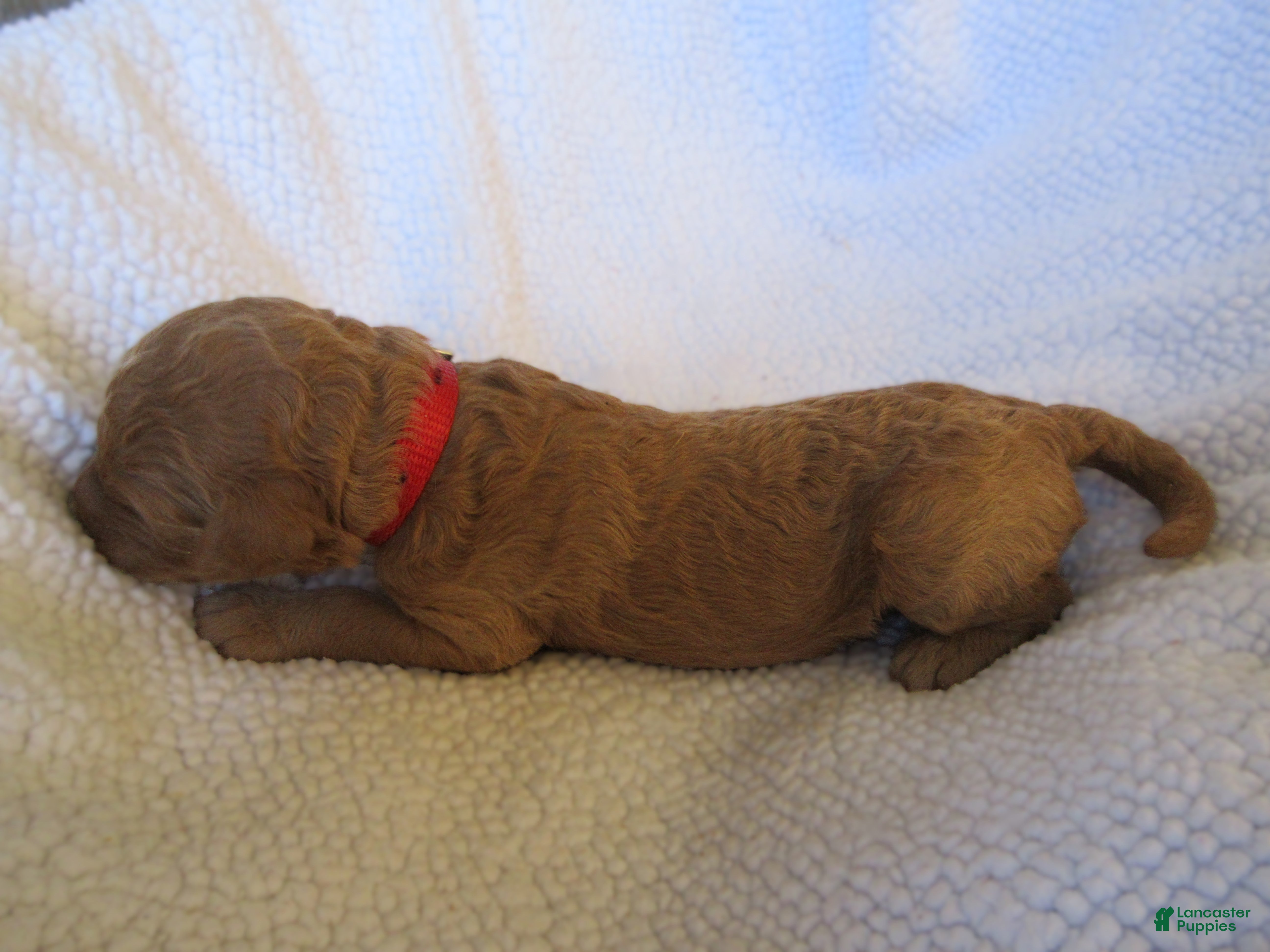 Goldendoodle dogs for sale:  Red collar - Ad 3