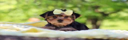 Yorkshire Terrier dogs for sale: Miley - Ad 9