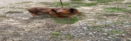 Miniature Dachshund dogs for sale: Akc Allie LH PRA clear - Ad 7