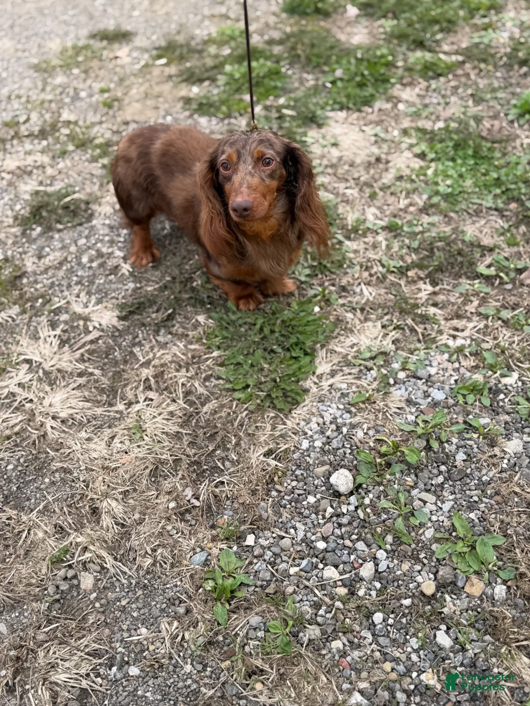 Miniature Dachshund dogs for sale: Akc Allie LH PRA clear - Ad 7