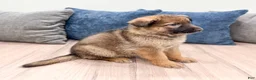 German Shepherd dogs for sale: Kandy - Ad 3