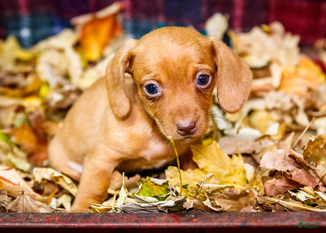Miniature Dachshund dogs for sale: Ronnie - Ad 8