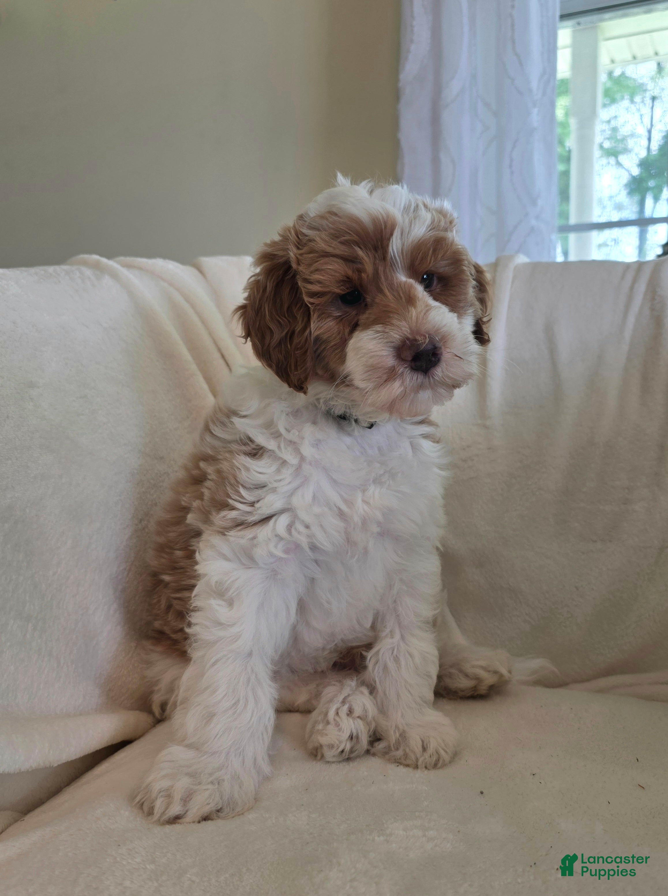 Irish Doodle dogs Baby Bamboo raised in our home - Ad 2