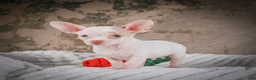 Chihuahua dogs for sale: Cole - Ad 9
