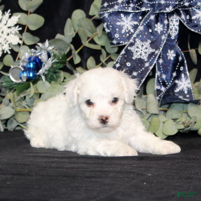 Bichon Frise dogs Vincent - Ad 33