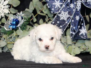 Bichon Frise dogs Vincent - Ad 3