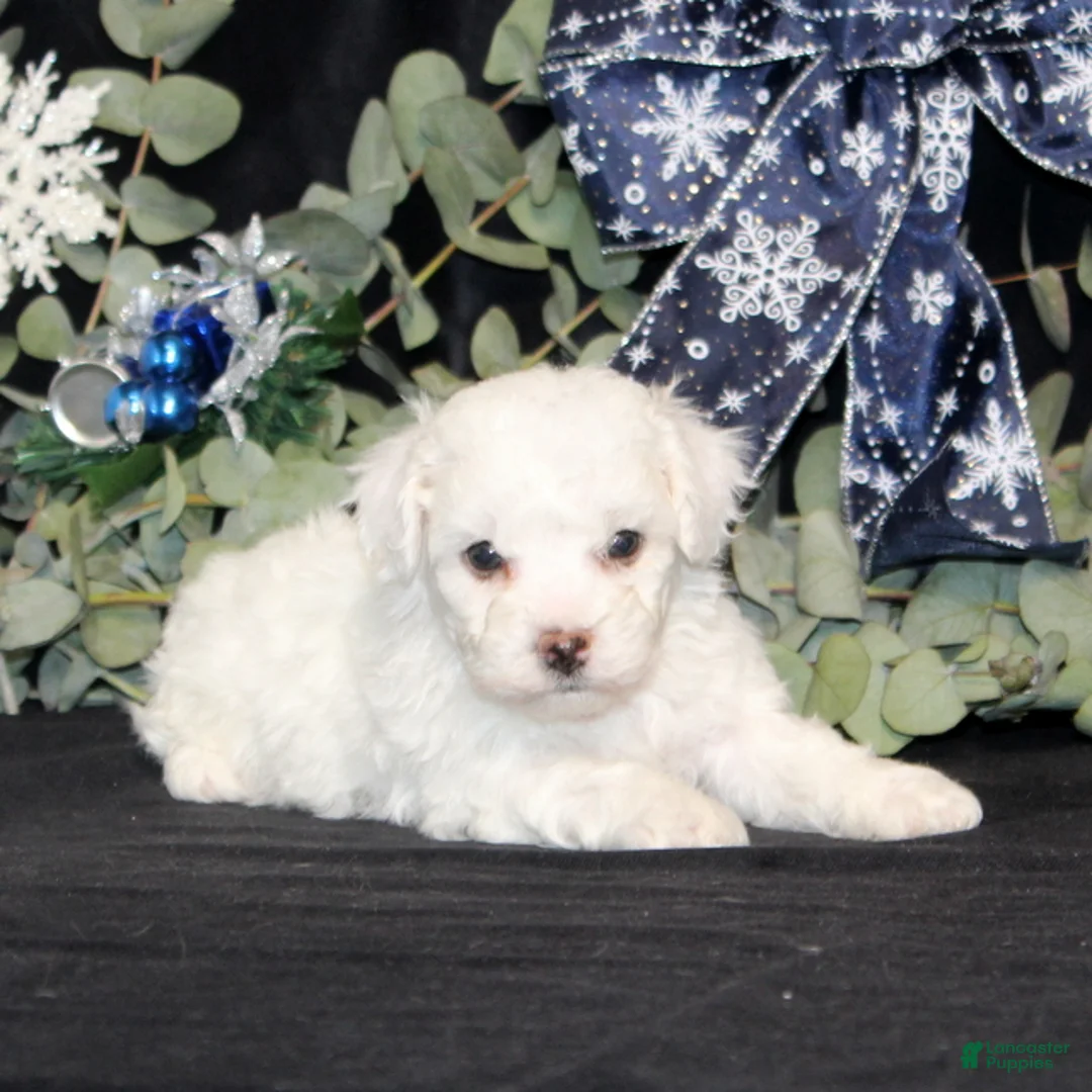 Bichon Frise dogs for sale: Vincent - Ad 1