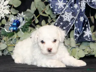 Bichon Frise dogs Vincent - Ad 19