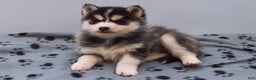 Pomsky dogs for sale: Eliana - Ad 1