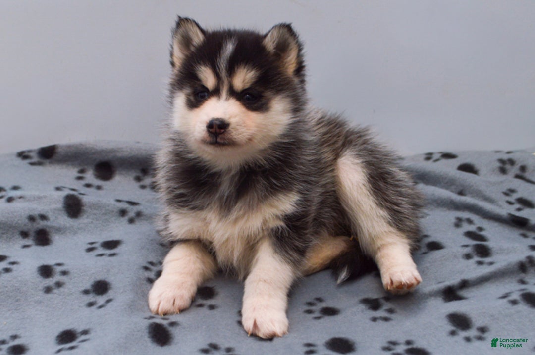 Pomsky dogs for sale: Eliana - Ad 1