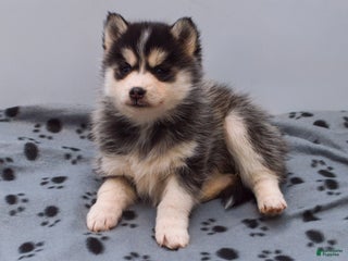 Pomsky dogs Eliana - Ad 21