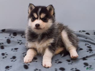 Pomsky dogs Eliana - Ad 4
