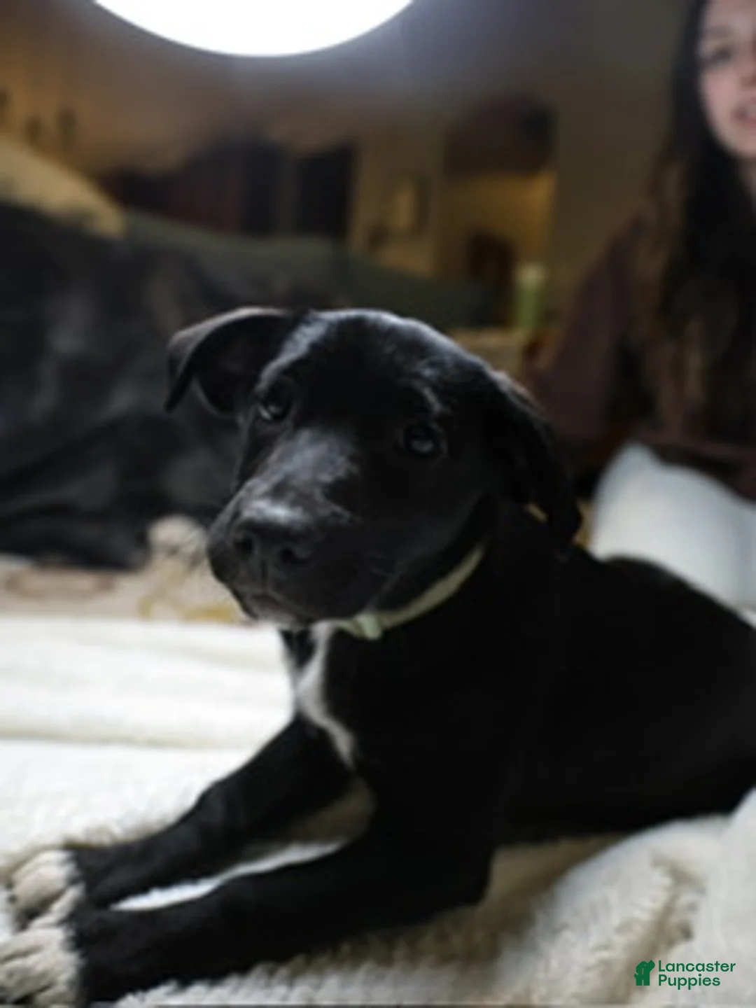 Mixed Breed dogs for sale: Saydee - Ad 2