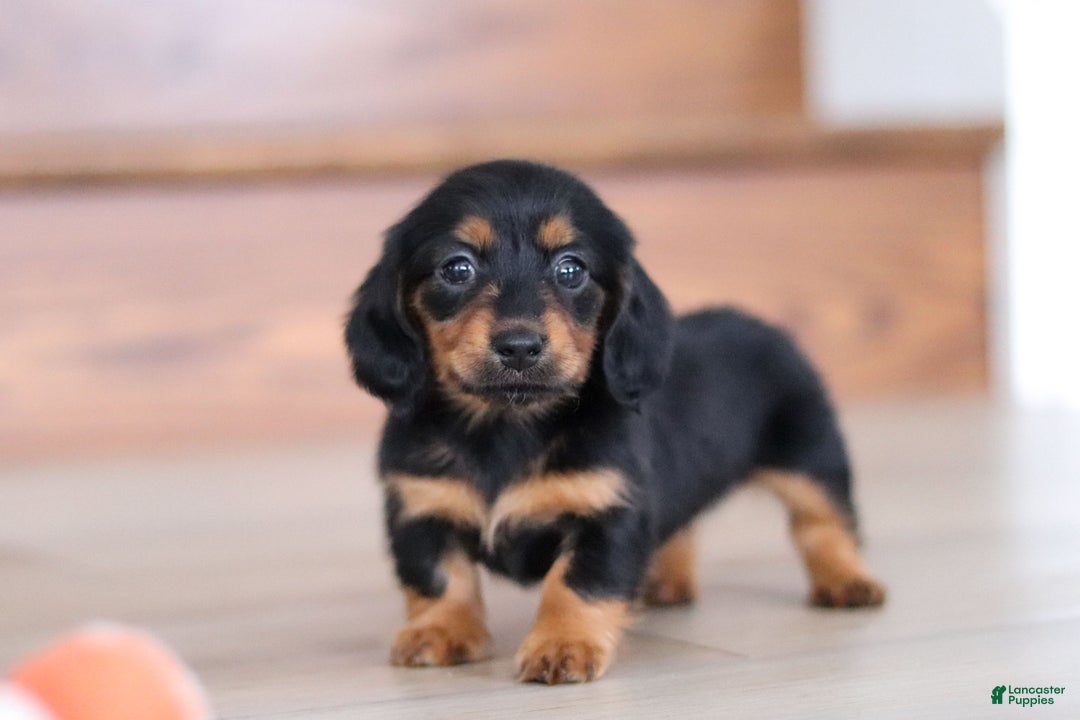 Miniature Dachshund dogs for sale: Mariah - Ad 3
