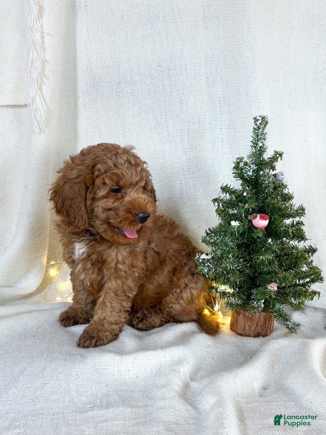 Goldendoodle dogs for sale: Milo - Ad 3