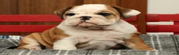 English Bulldog dogs for sale: Maxx - Ad 6