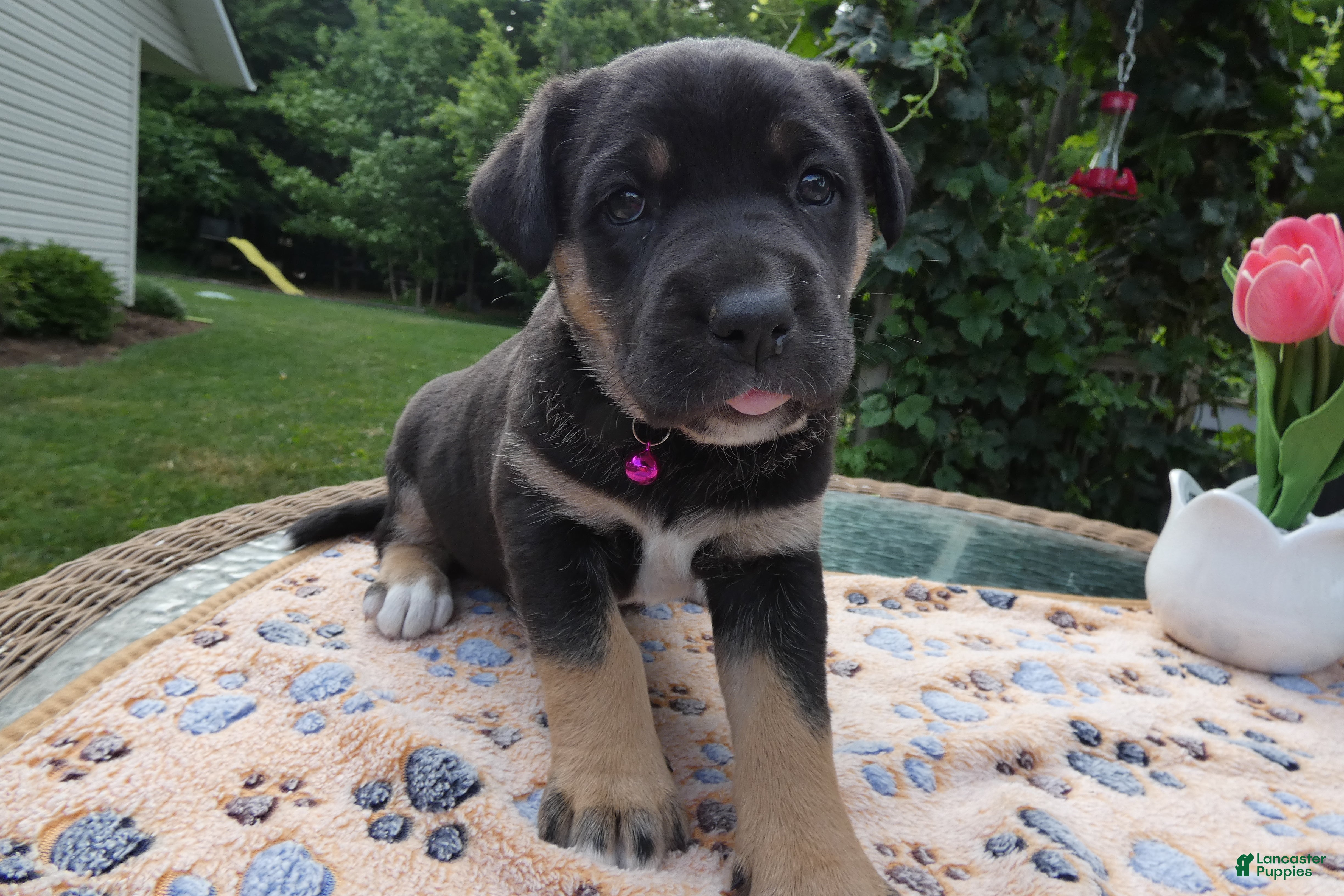 Cane Corso dogs Cane Corso Puppy 4 Tasha - Ad 4