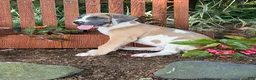 Great Dane dogs for sale: Parker Great Dane  - Ad 5