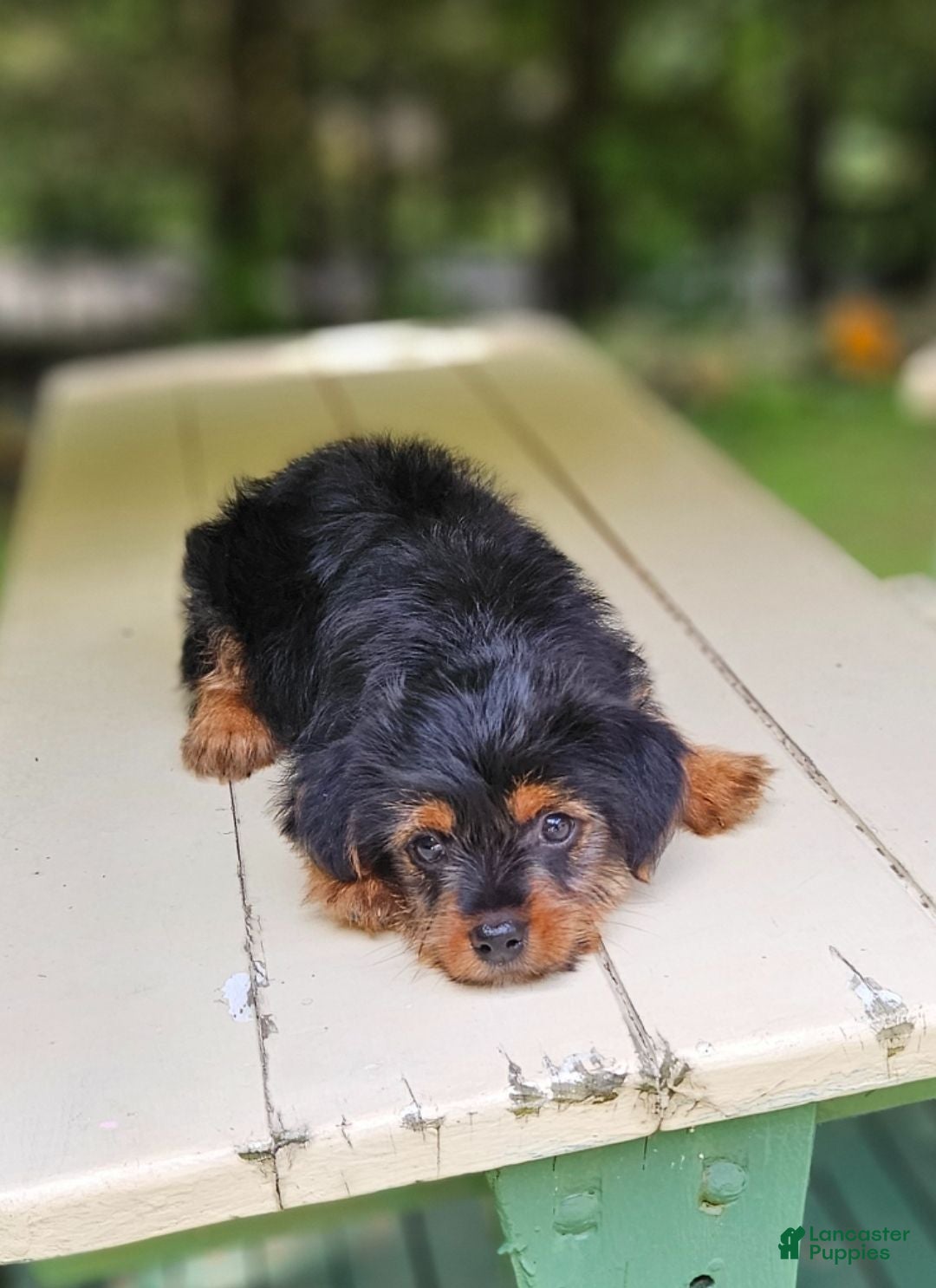 Mixed Breed dogs Mixed Breed 1 - Ad 2