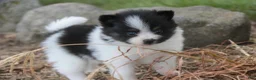 Pomeranian dogs for sale: Artemis Pomeranian  - Ad 4